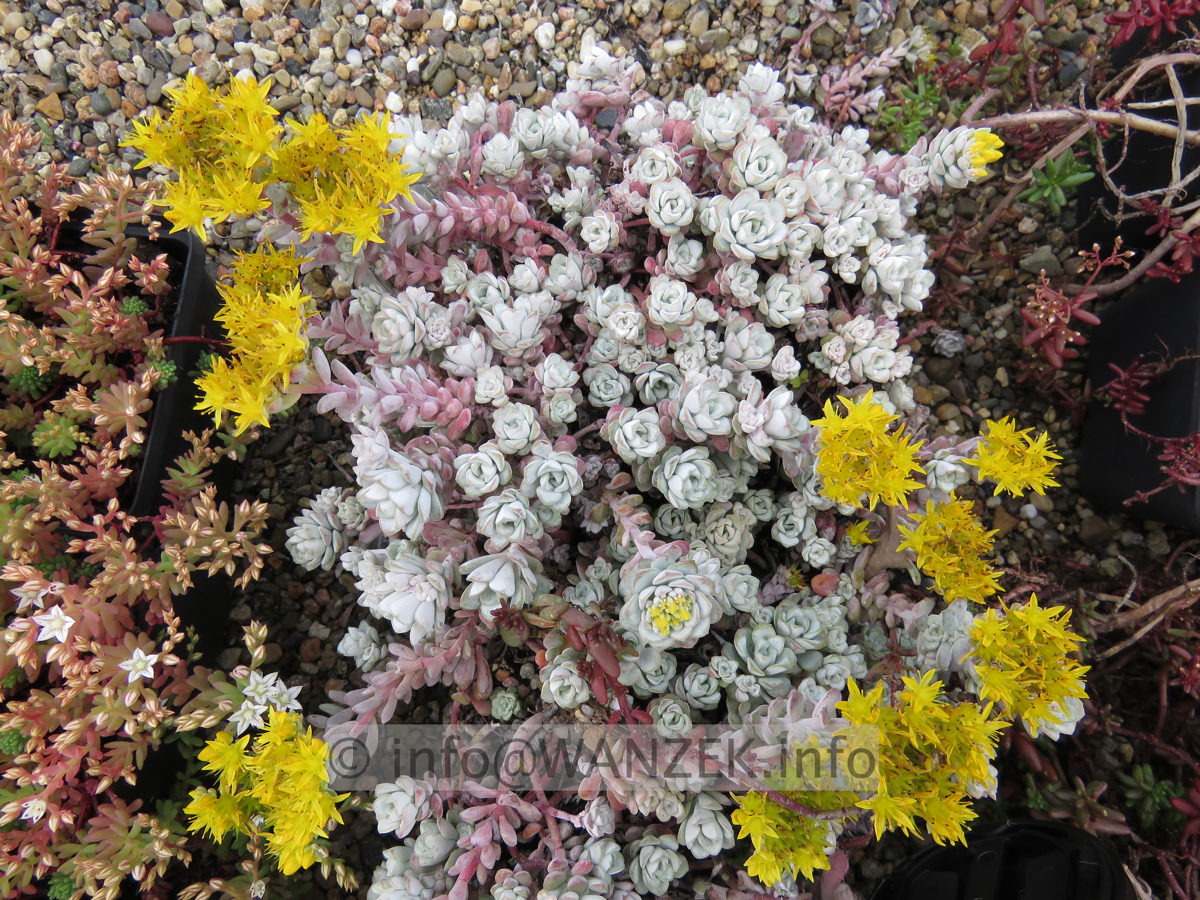 Sedum spathulifolium Capa Blanca 01.JPG